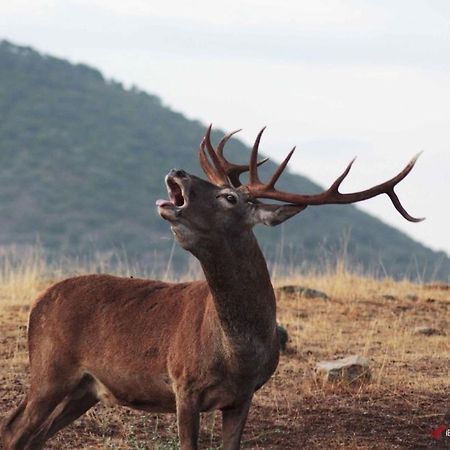 Alojamiento Rural Dehesa La Estancia Andújar Εξωτερικό φωτογραφία