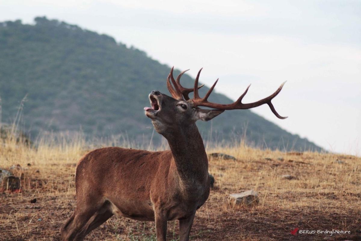 Alojamiento Rural Dehesa La Estancia Andújar Εξωτερικό φωτογραφία