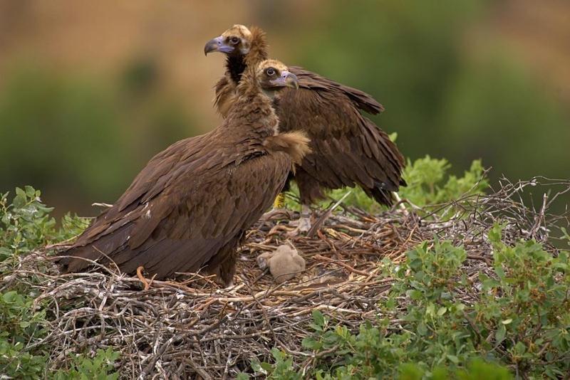Alojamiento Rural Dehesa La Estancia Andújar Εξωτερικό φωτογραφία